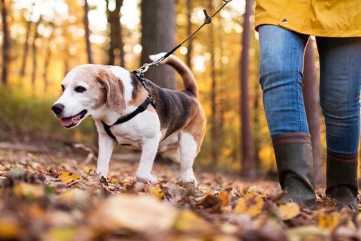 American Heart Association:Yappy Hour